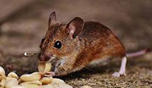 24 Hour & Emergency Exterminators in Galilee, RI